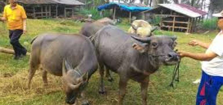  Tingkatkan Perekonomian Masyarakat, Wakil Bupati Kuansing Berikan Apresiasi Atas Bantuan Hewan Tern